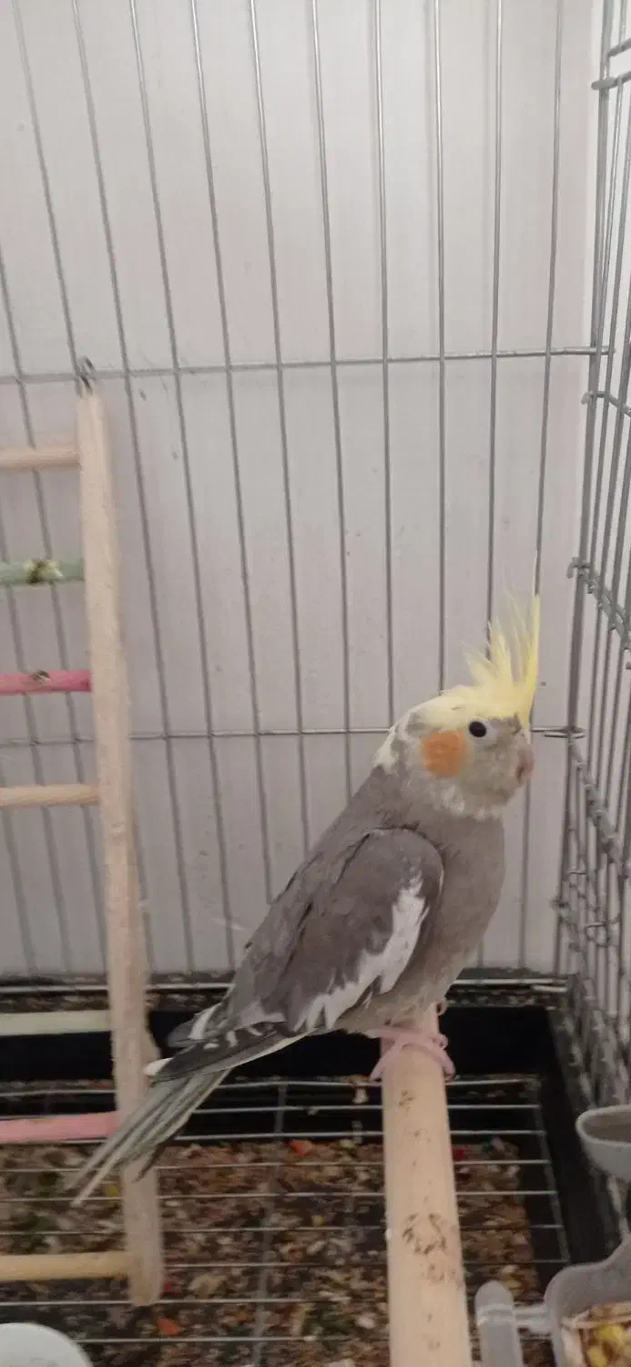 عروس هلندی طوطی|پرنده|محمدشهر, محمدشهر|دیوار