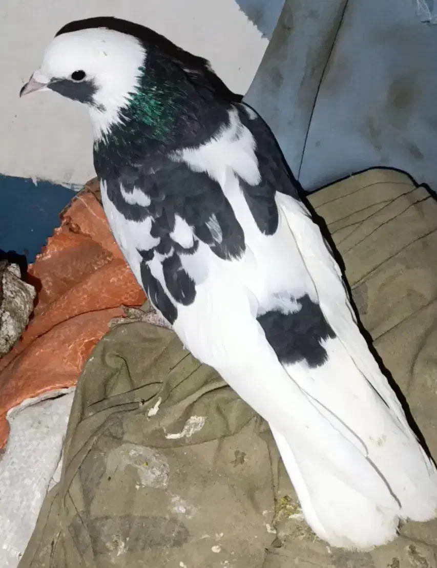 کبوتر|پرنده|مشگین شهر, |دیوار