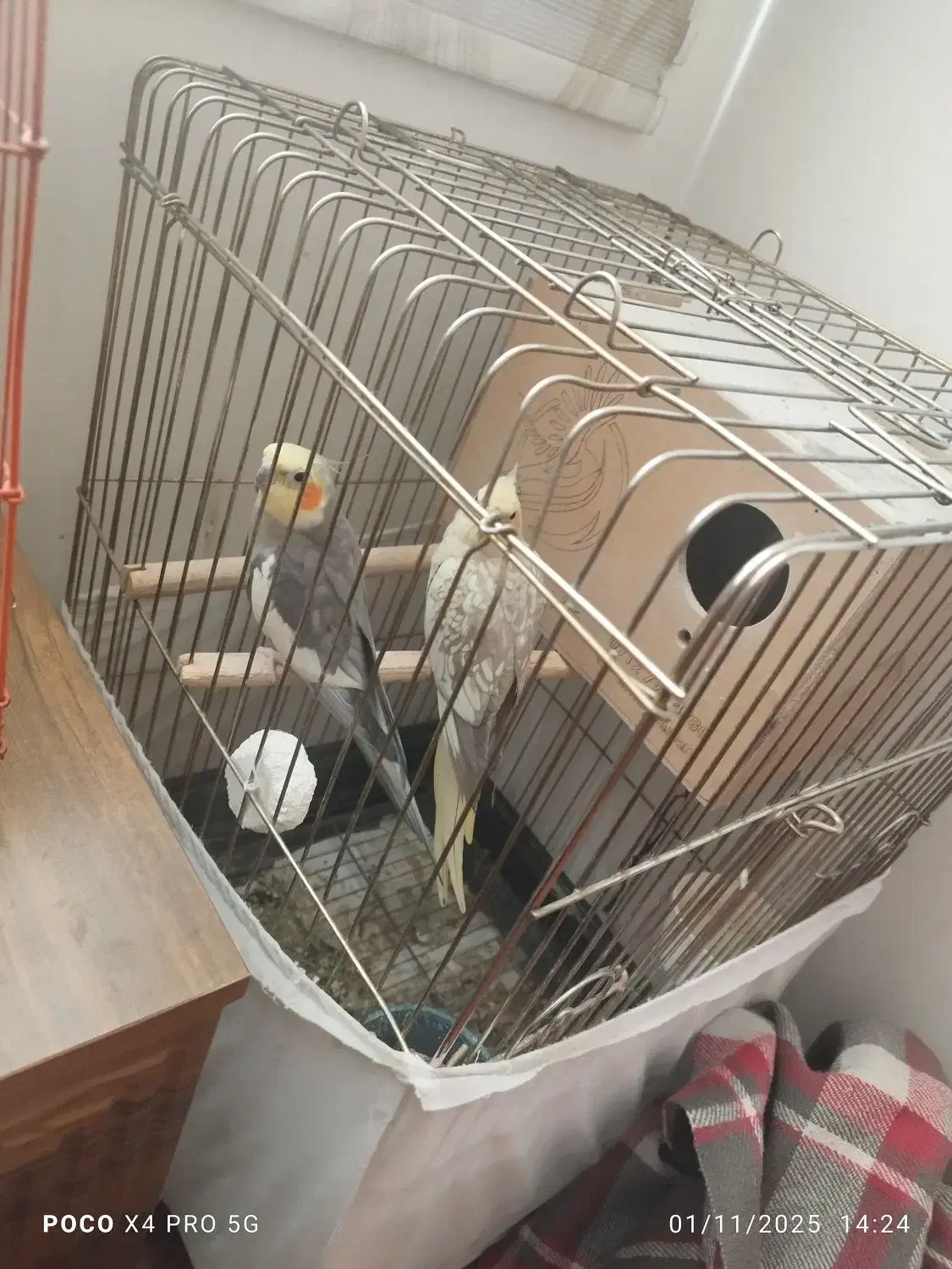 ۲ جفت عروس هلندی بالغ و آماده|پرنده|کرج, کوی امامیه|دیوار