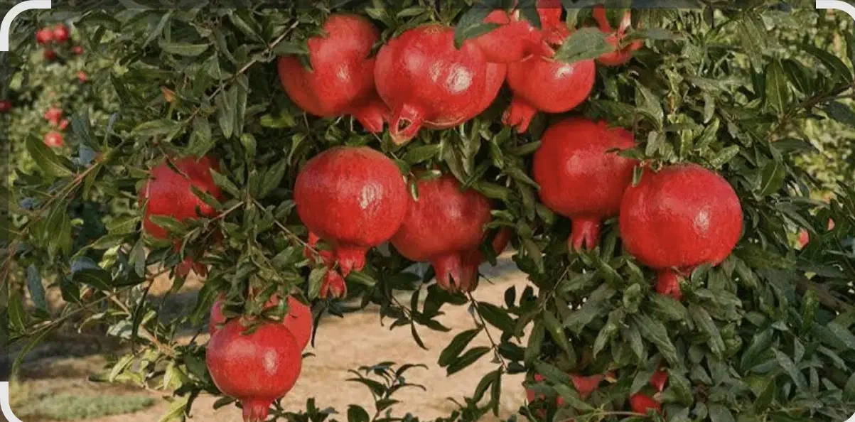فروش انار|خدمات باغبانی و درختکاری|هلیلان, |دیوار