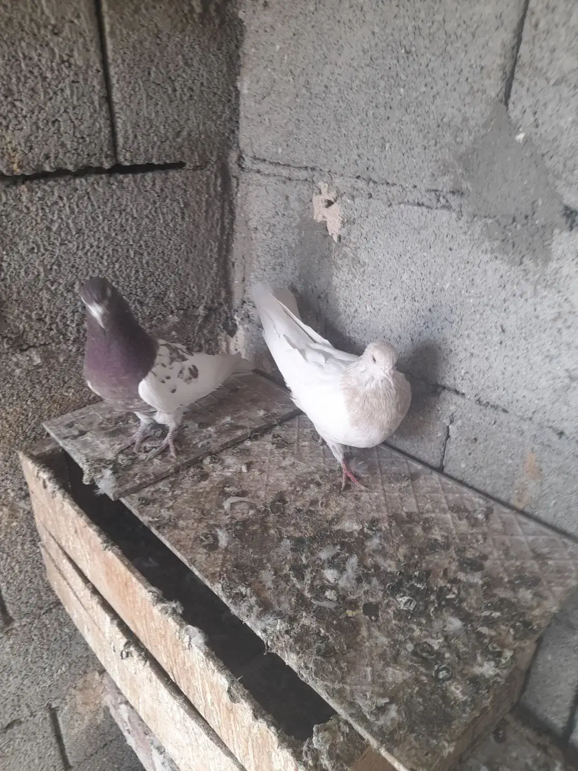 کبوتر|پرنده|آذرشهر, |دیوار