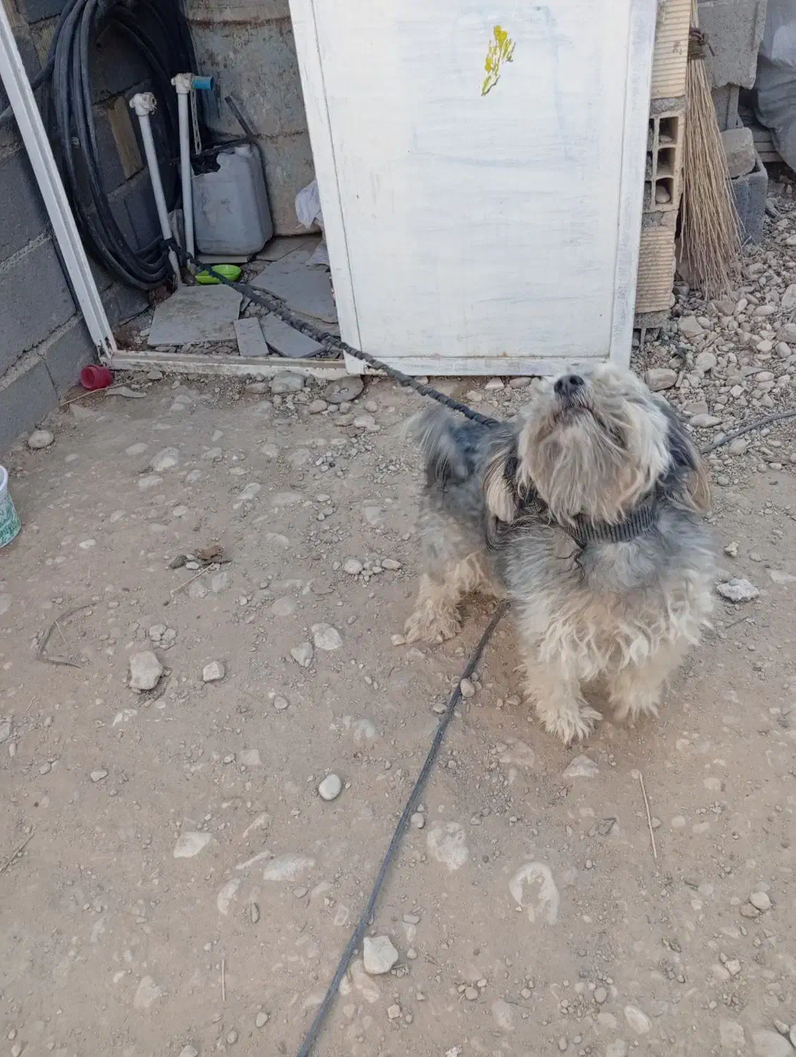 سگ پاپی خانگی|سگ|لردگان, |دیوار