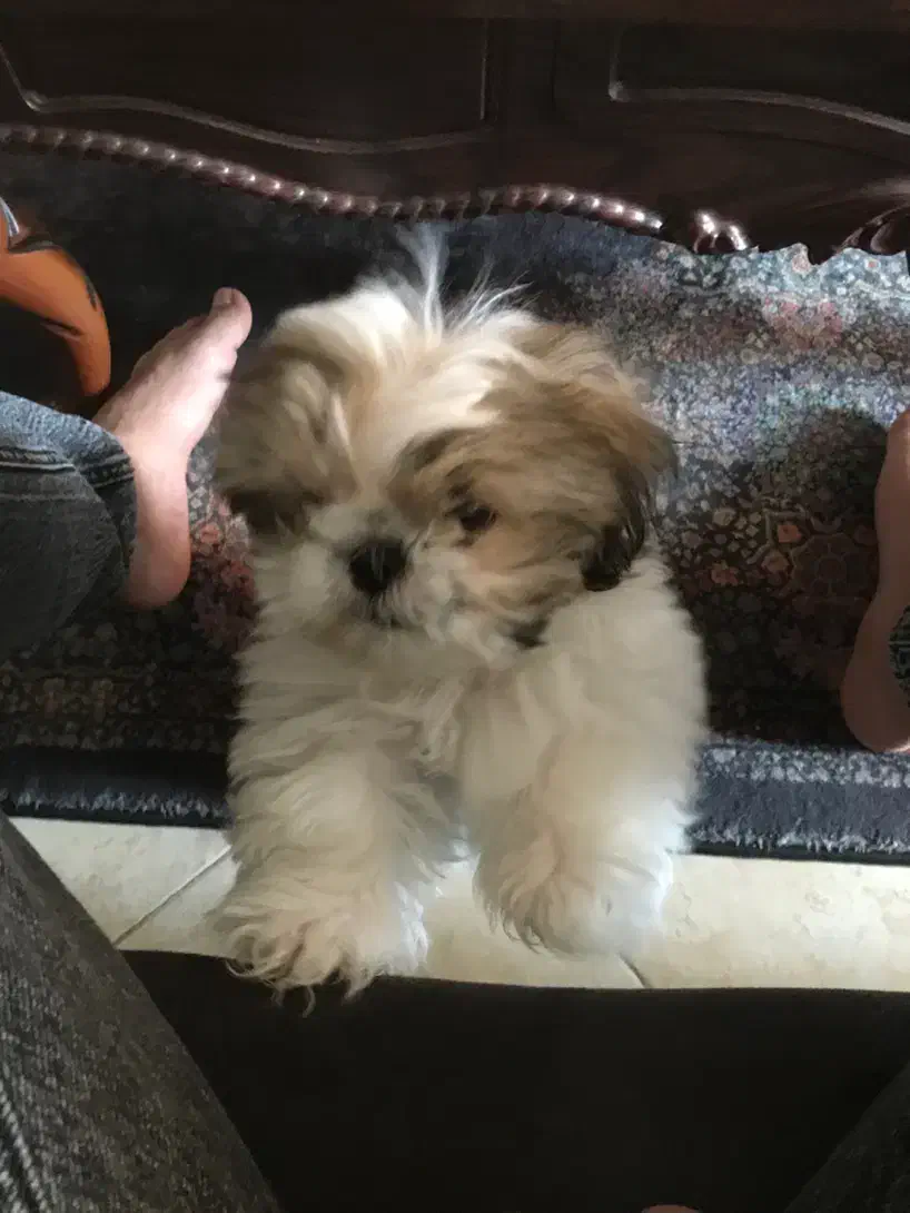 پودل کراس  عروسکی فوری|سگ|اندیشه, اندیشه فاز ۱|دیوار