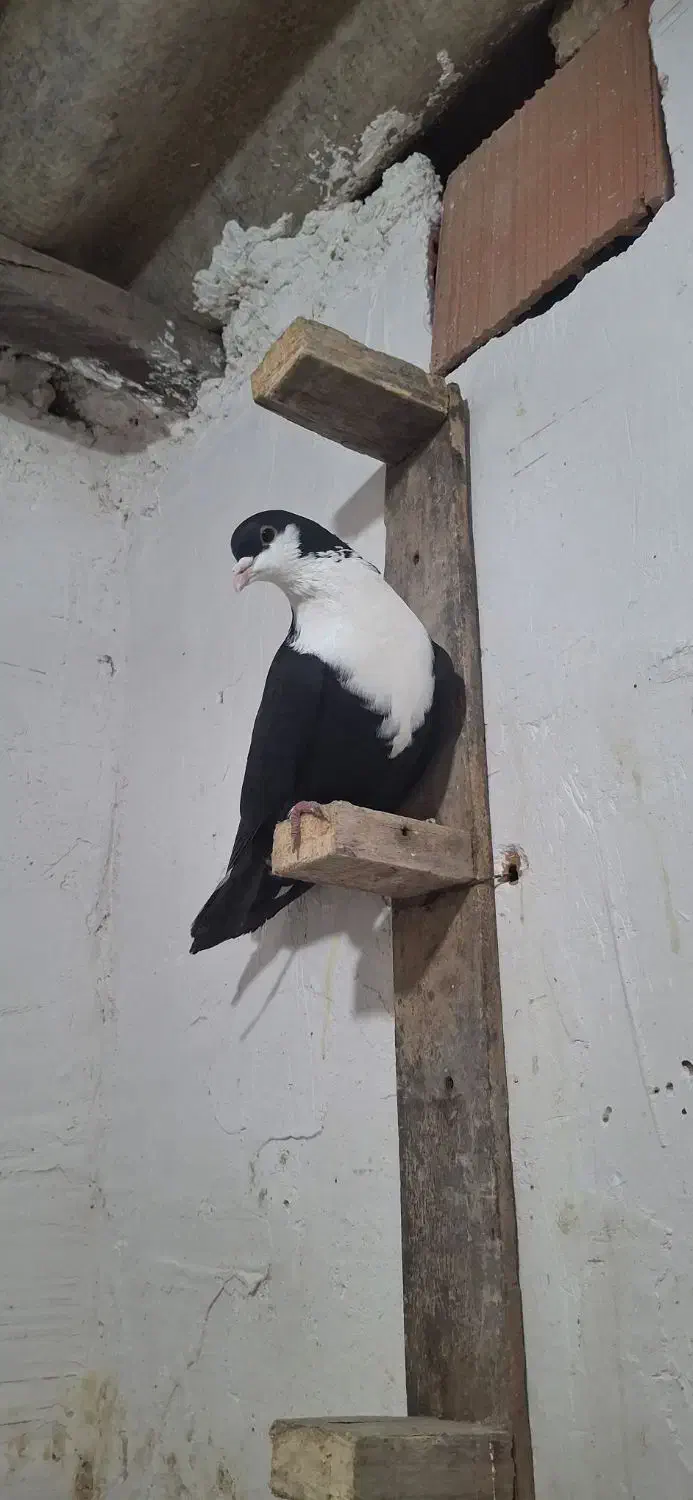 کبوتر|پرنده|علی‌آباد کتول, |دیوار