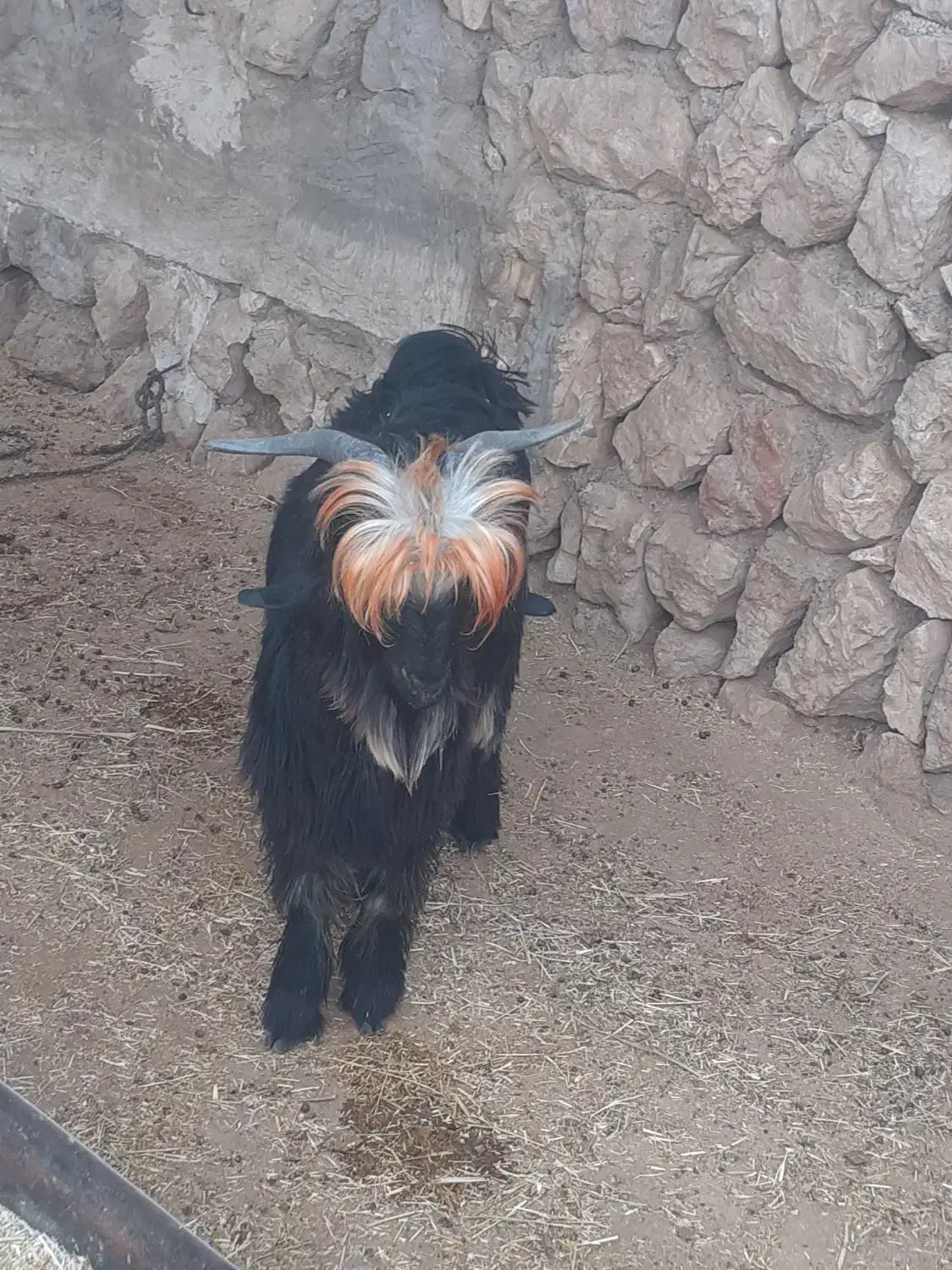 سه ‌بیگ‌نر  تخمی اصلی|حیوانات مزرعه|ایذه, |دیوار