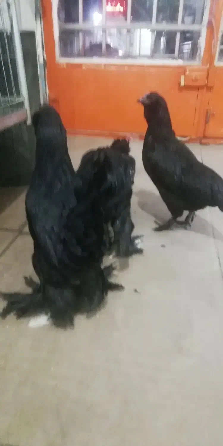 مرغ وخروس مرندی|حیوانات مزرعه|خمینی‌شهر, |دیوار