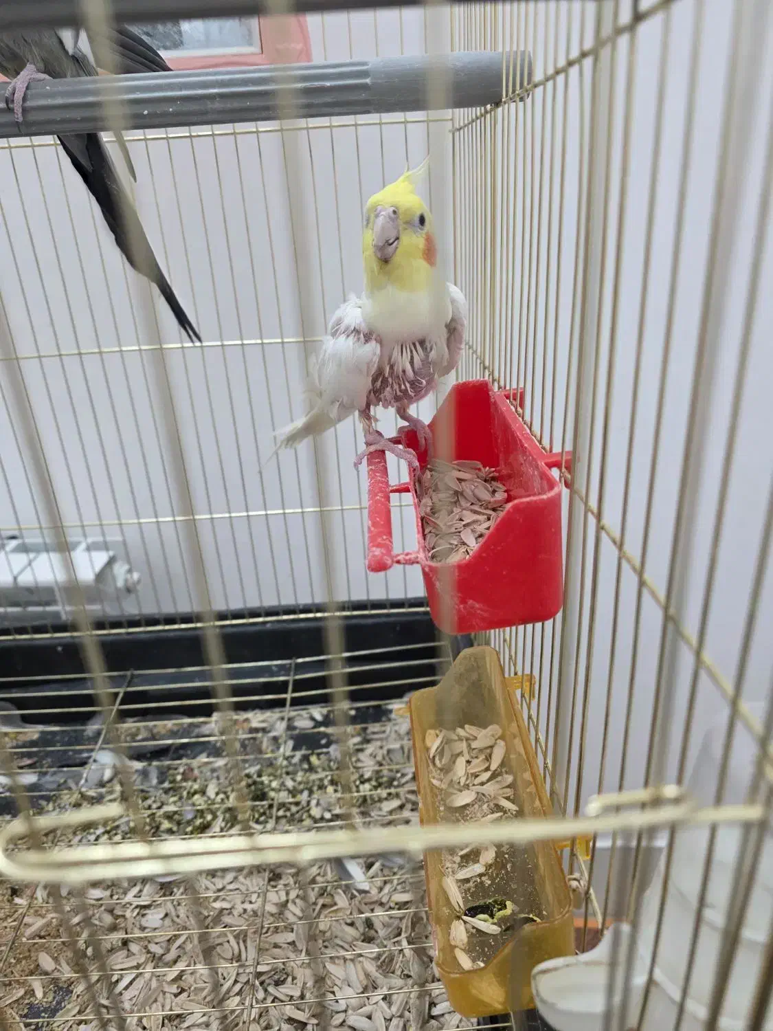 دو عروس هلندی سخنگو|پرنده|تربت‌حیدریه, حسنی بالا|دیوار