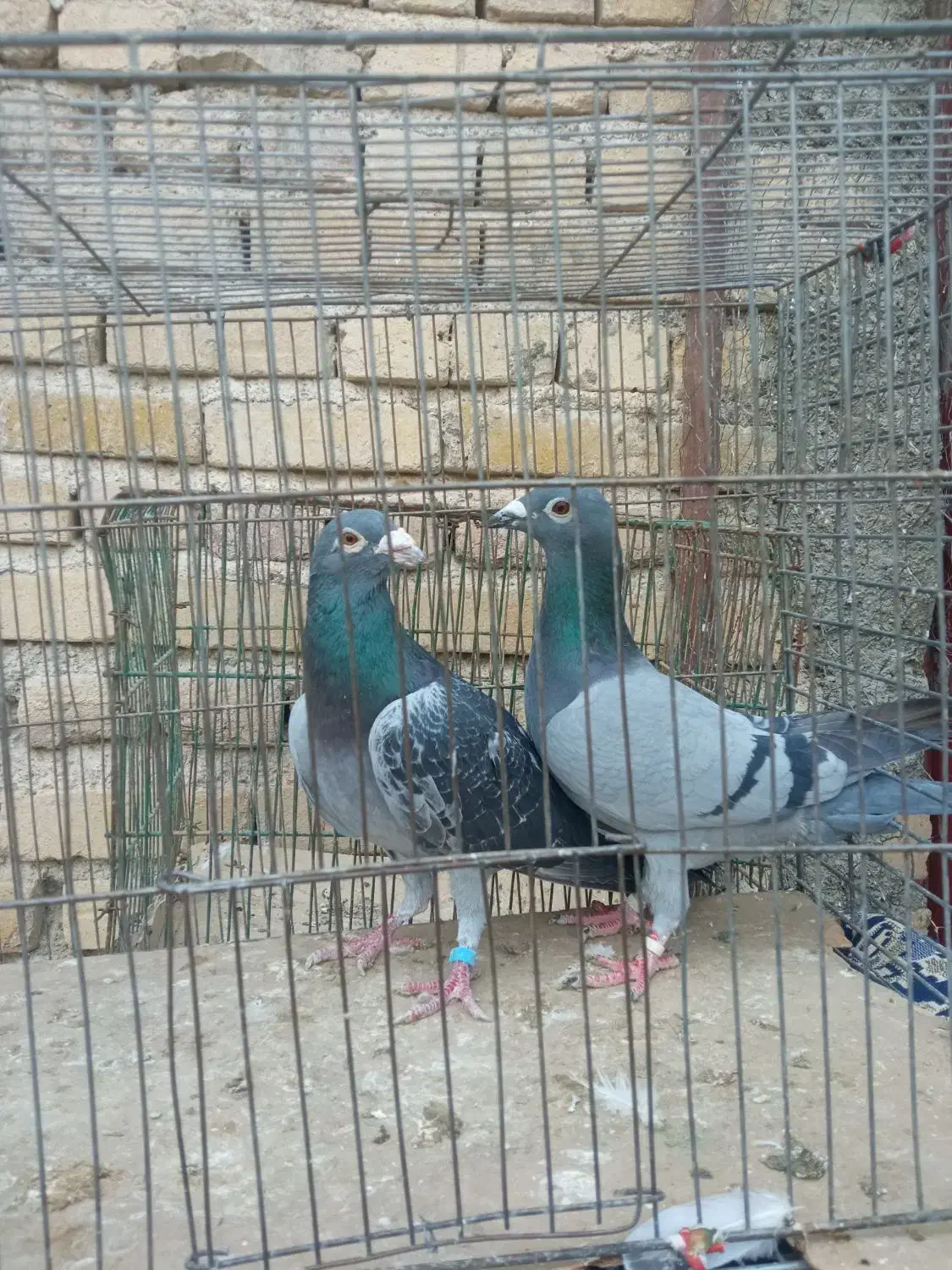 کفتر پلاکی|پرنده|نهاوند, |دیوار