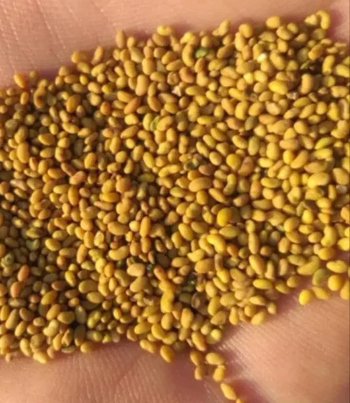 فروش بذر یونجه رنجر باراندمان بالا|خدمات باغبانی و درختکاری|شیراز, حومه شیراز|دیوار