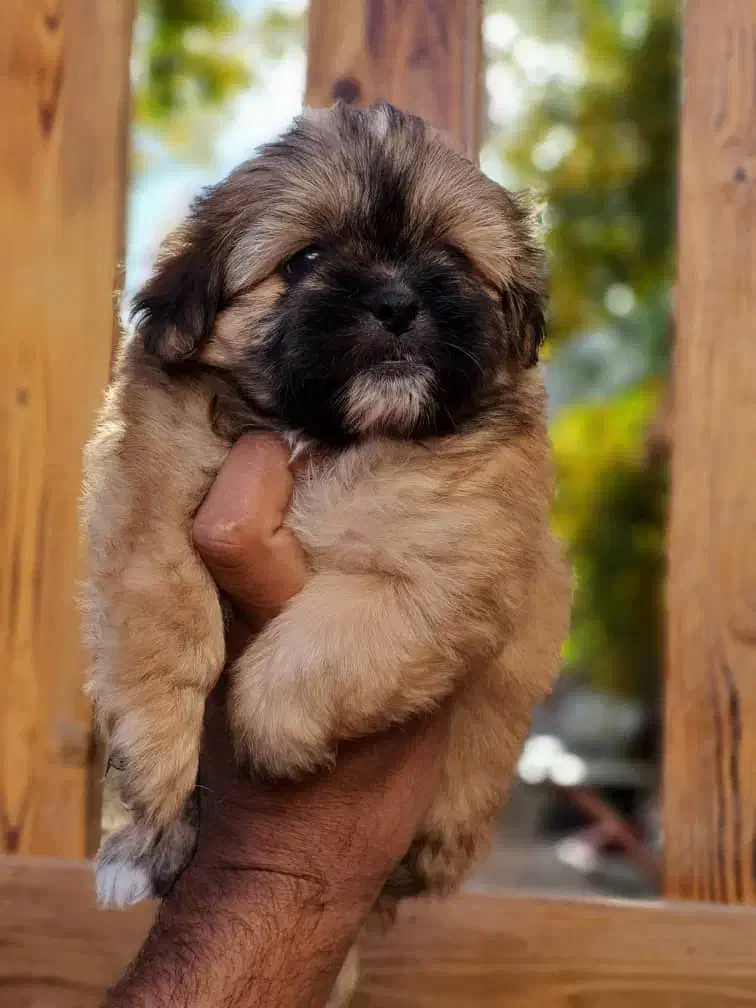 شیتزو|سگ|کرمانشاه, |دیوار