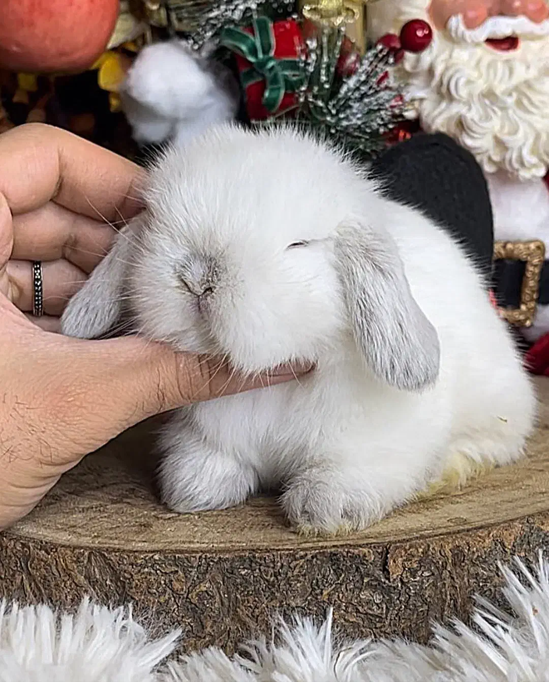 خرگوش لوپ گرجستانی|موش و خرگوش|گرگان, |دیوار