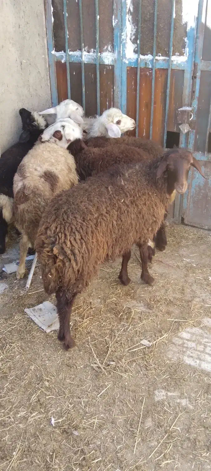 گوسفند. بره ماده نازار|حیوانات مزرعه|بروجرد, |دیوار