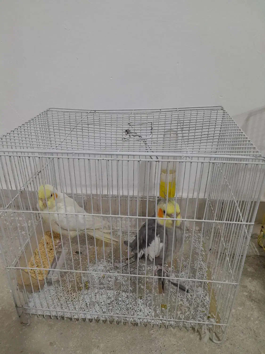 عروس هلندی لوتینو|پرنده|نهاوند, |دیوار