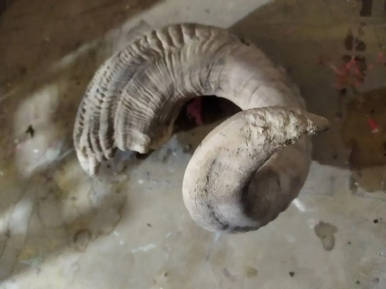 شاخ قوچ کوهی بزرگ|کلکسیون اشیاء عتیقه|اسدآباد, |دیوار