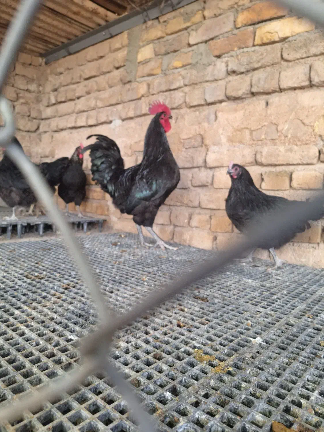 خروس استرالوپ|حیوانات مزرعه|قزوین, |دیوار