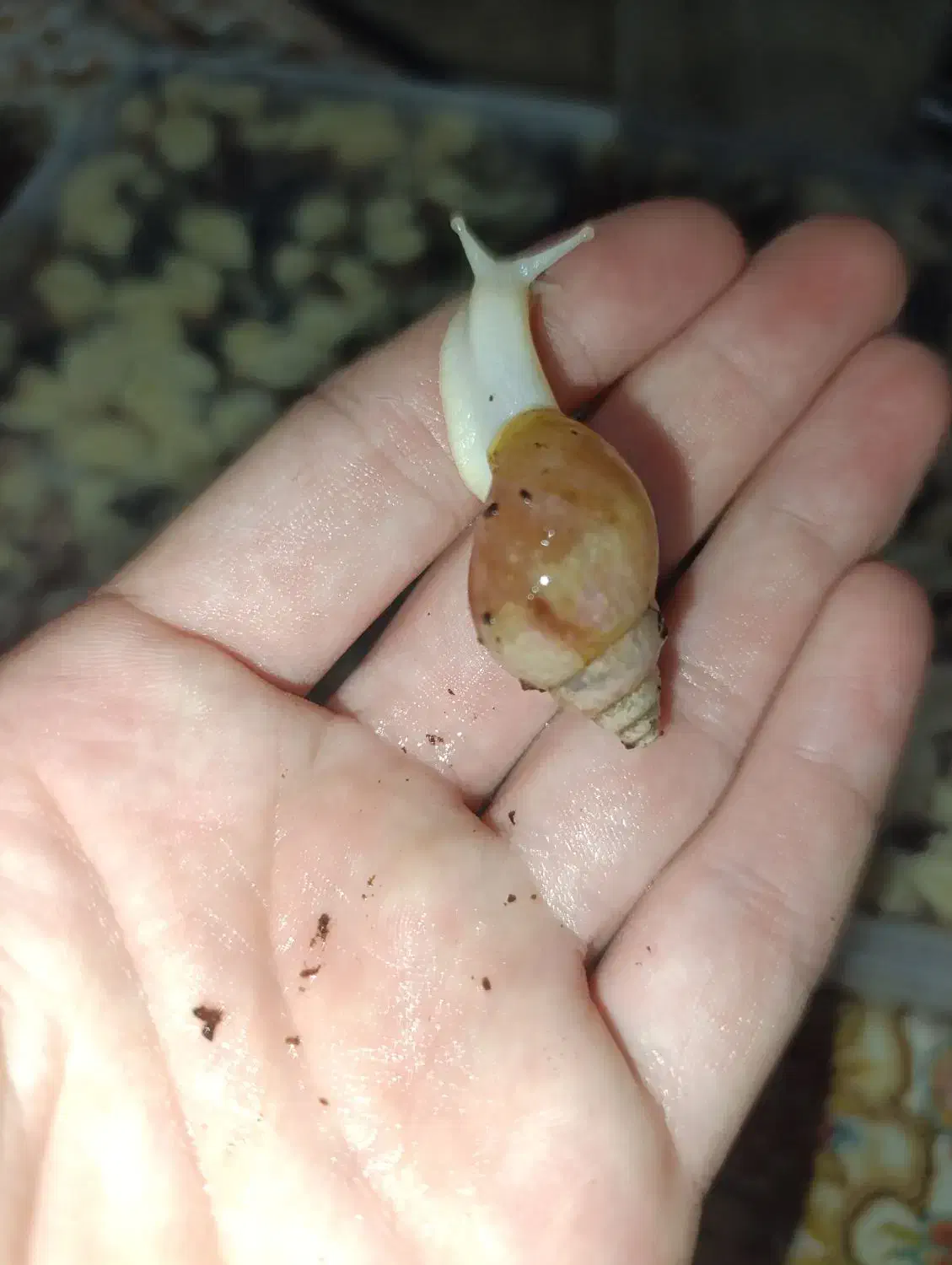 حلزون آچاتینا|خزنده|ری, شهید غیوری (ابن باویه)|دیوار