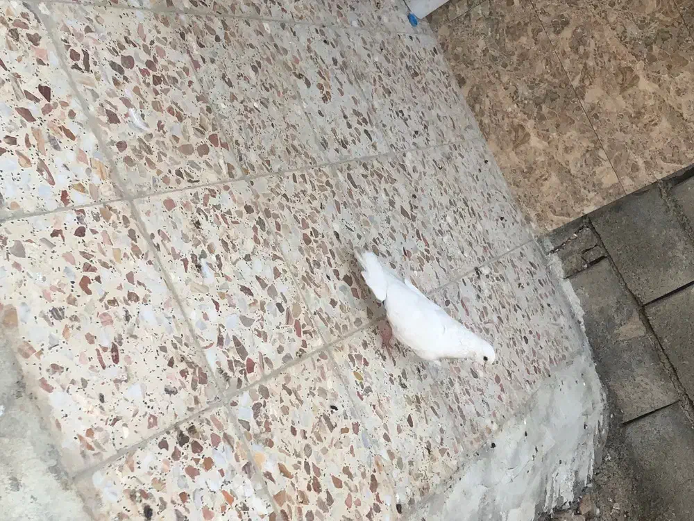 کفتر|پرنده|ایذه, |دیوار