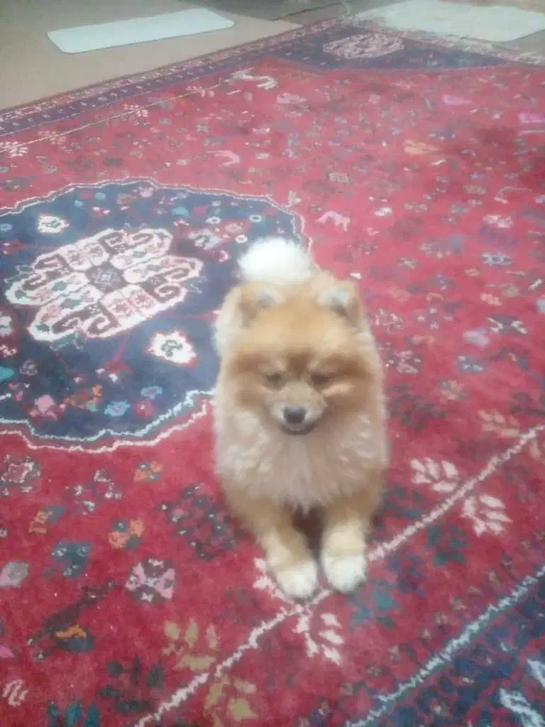 سگ پامر خرسی|سگ|بندر گناوه, |دیوار