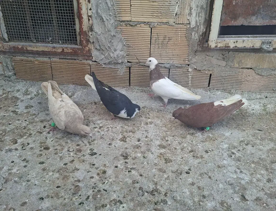 چهار عددکبوتر|پرنده|مبارکه, |دیوار