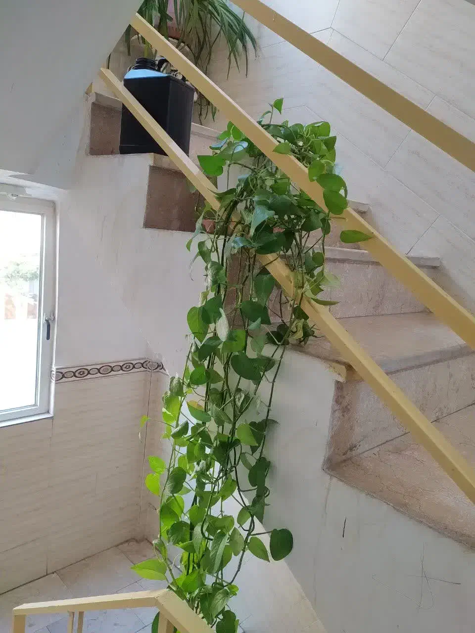 فروش گل آپارتمانی حراج|گل و گیاه طبیعی|فردیس, شهرک شهید حسینی|دیوار