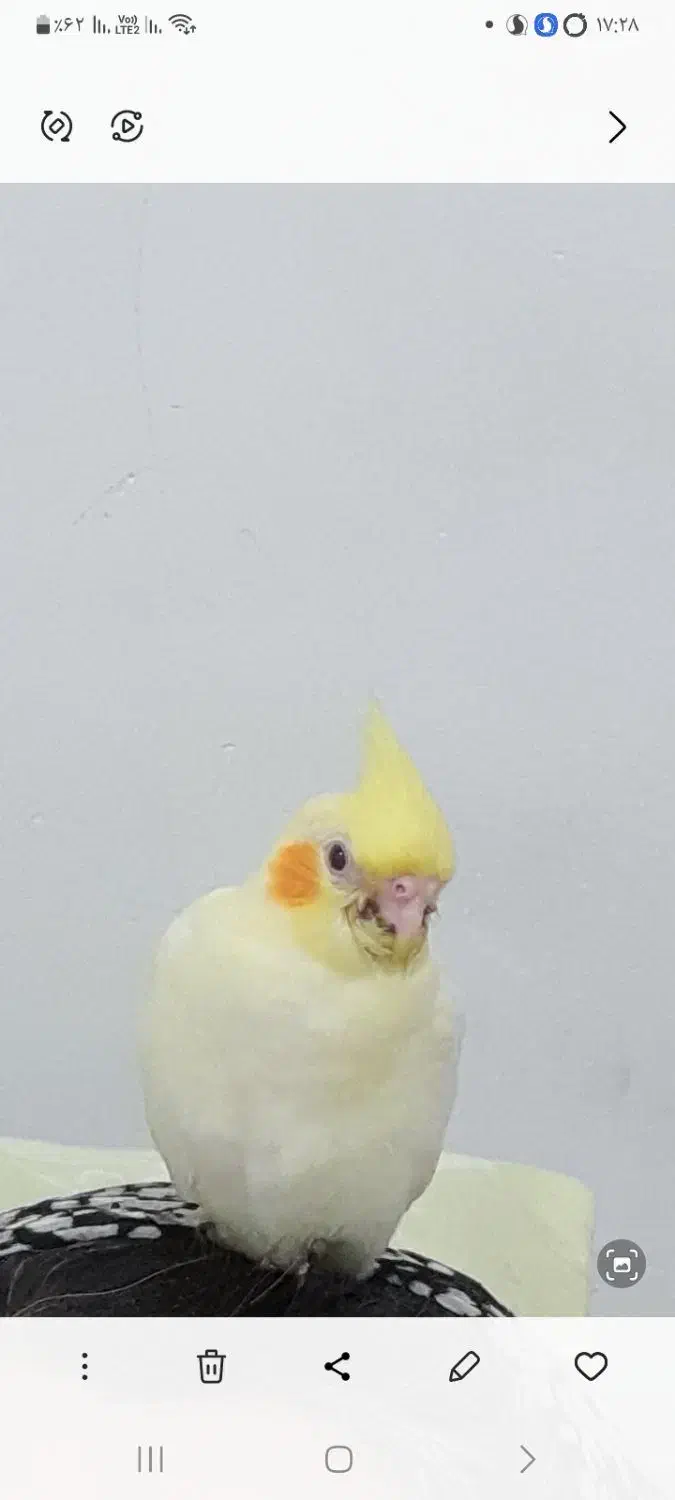 عروس هلندی گم شده خورموج|حیوانات|خورموج, |دیوار