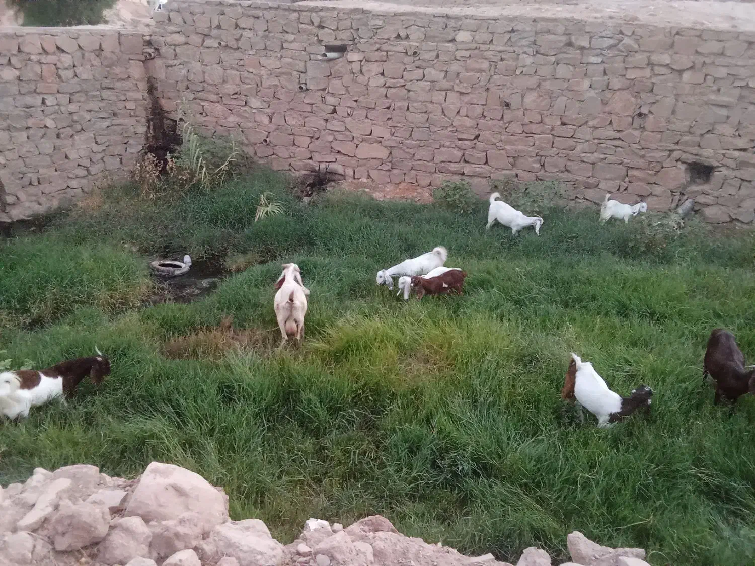 نه عدد بز و بیگ|حیوانات مزرعه|مسجد سلیمان, |دیوار