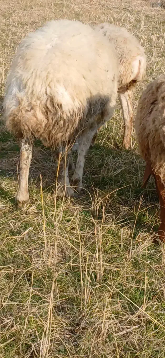 گوسفند نر تخمی|حیوانات مزرعه|ساری, |دیوار