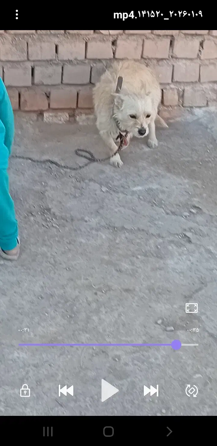 سگ گمشده|حیوانات|زرند, |دیوار