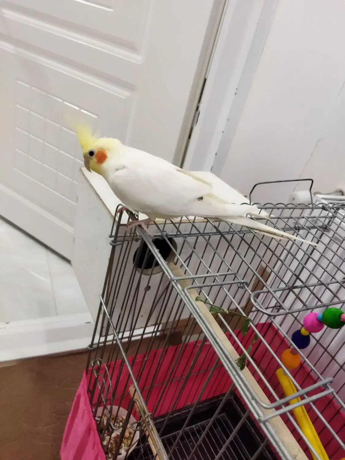 فروش عروس هلندی..دستی|پرنده|تکاب, |دیوار