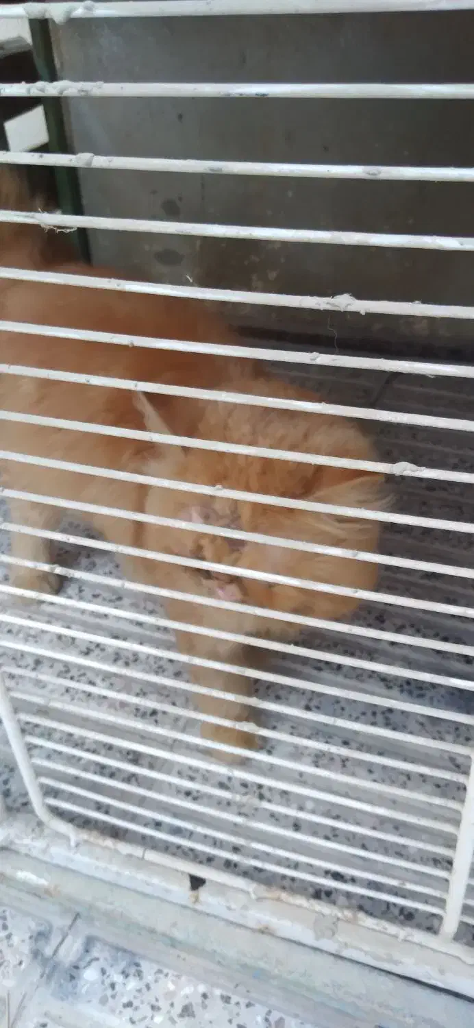 گربه پرشین|گربه|گنبد کاووس, |دیوار