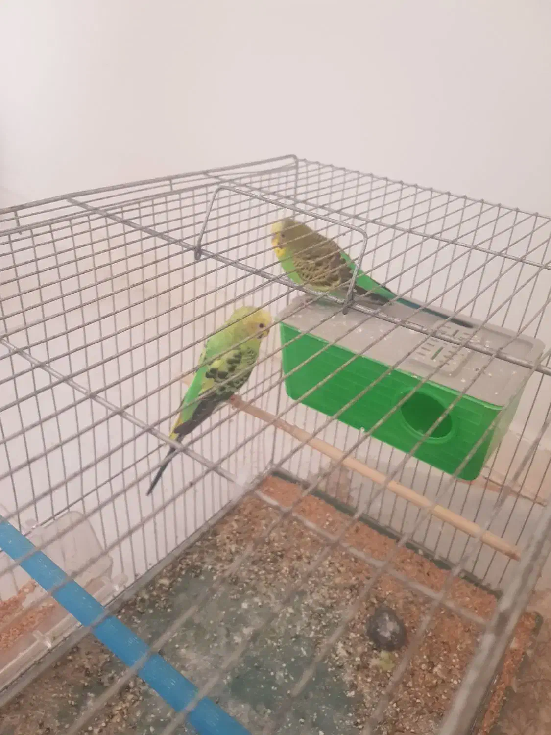 مرغ عشق|پرنده|شوشتر, |دیوار