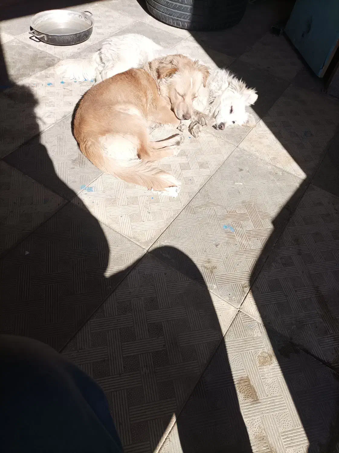 واگذاری سگ جک راسل|سگ|پاکدشت, پاکدشت (مامازند)|دیوار