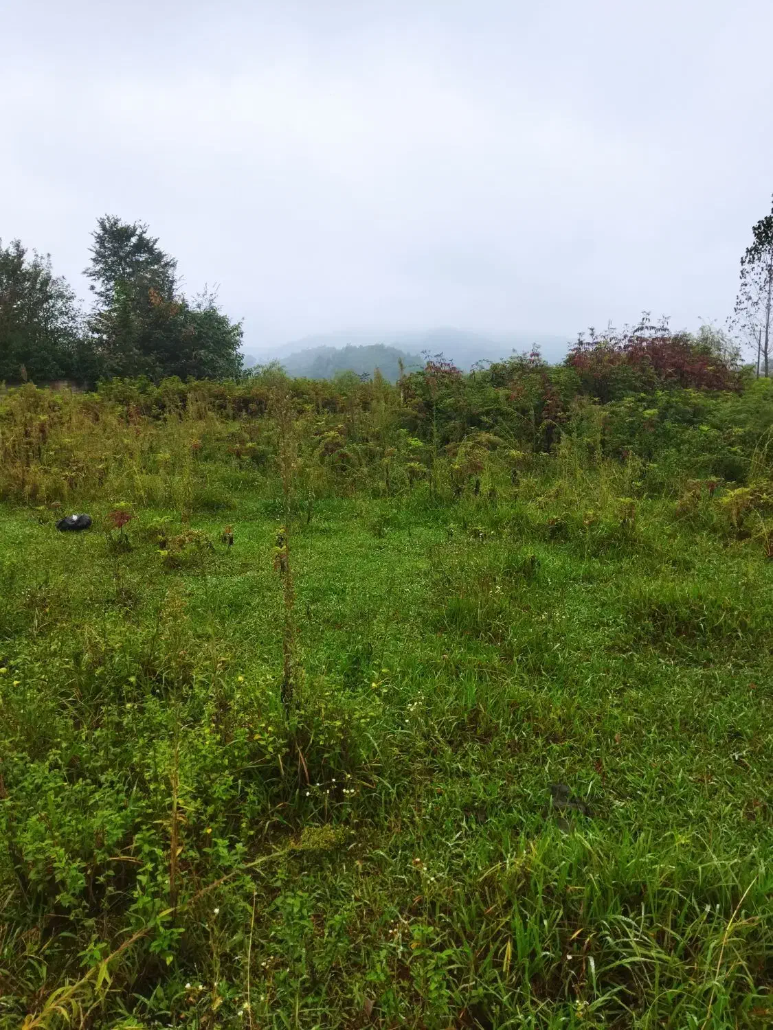 1600متر باغی شالی انشعابات پای زمین گیلان زیبا|فروش زمین و ملک کلنگی|احمدسرگوراب, |دیوار