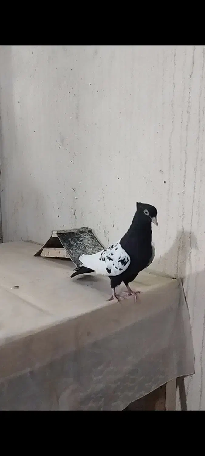 ماده سینه سیاه|پرنده|داراب, |دیوار