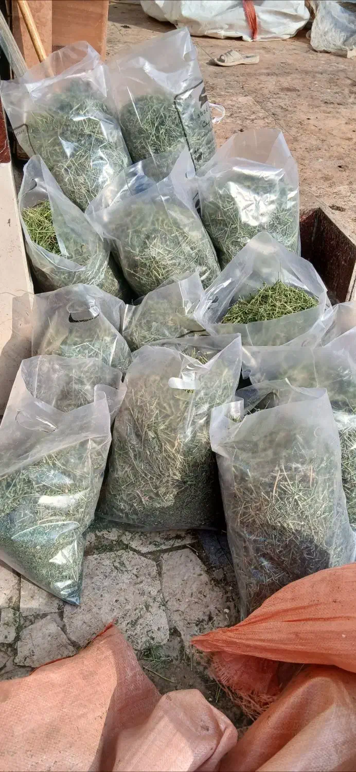 یونجه یک کیلوگرمی خشک و سبز|لوازم جانبی حیوانات|مشهد, حجاب (شهرک غرب)|دیوار