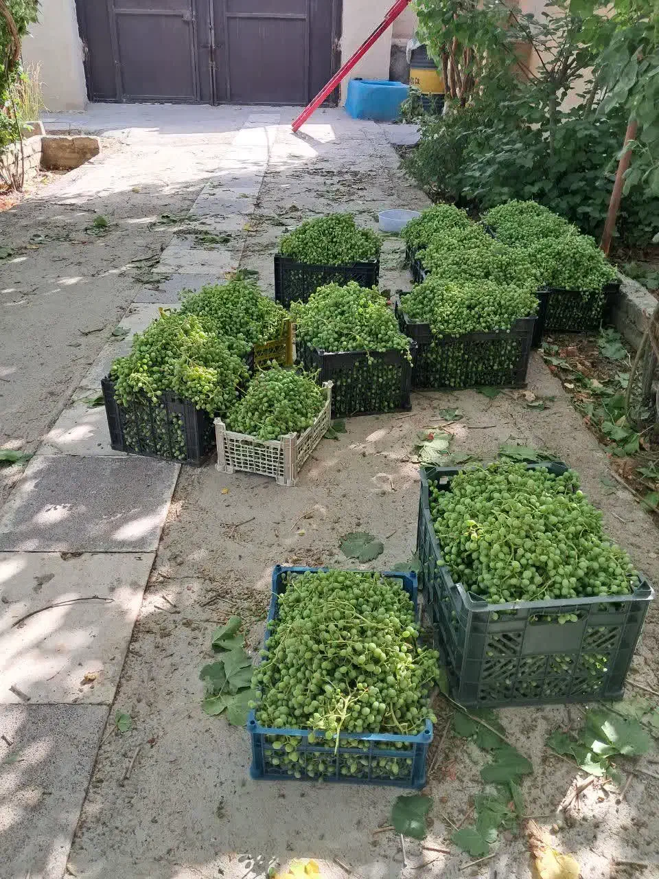 آبغوره خانگی درمانی|خوردنی و آشامیدنی|مشهد, هنرستان|دیوار