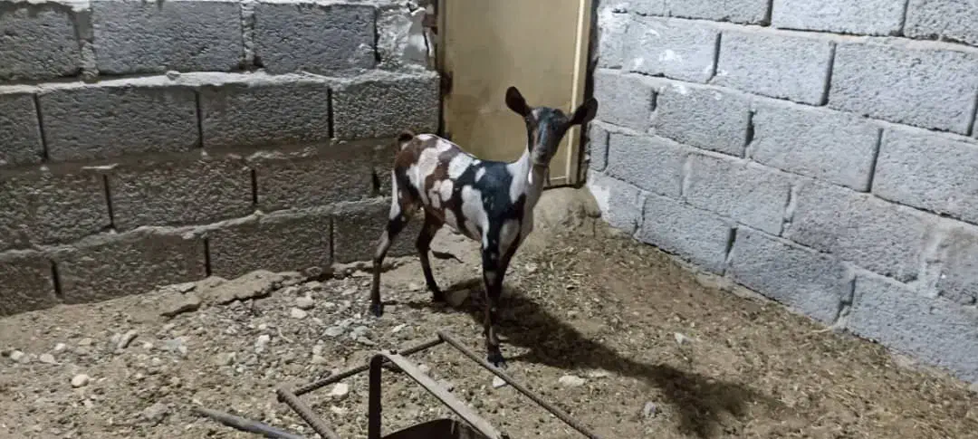 گیسه صلاله اصل|حیوانات مزرعه|بندرلنگه, |دیوار