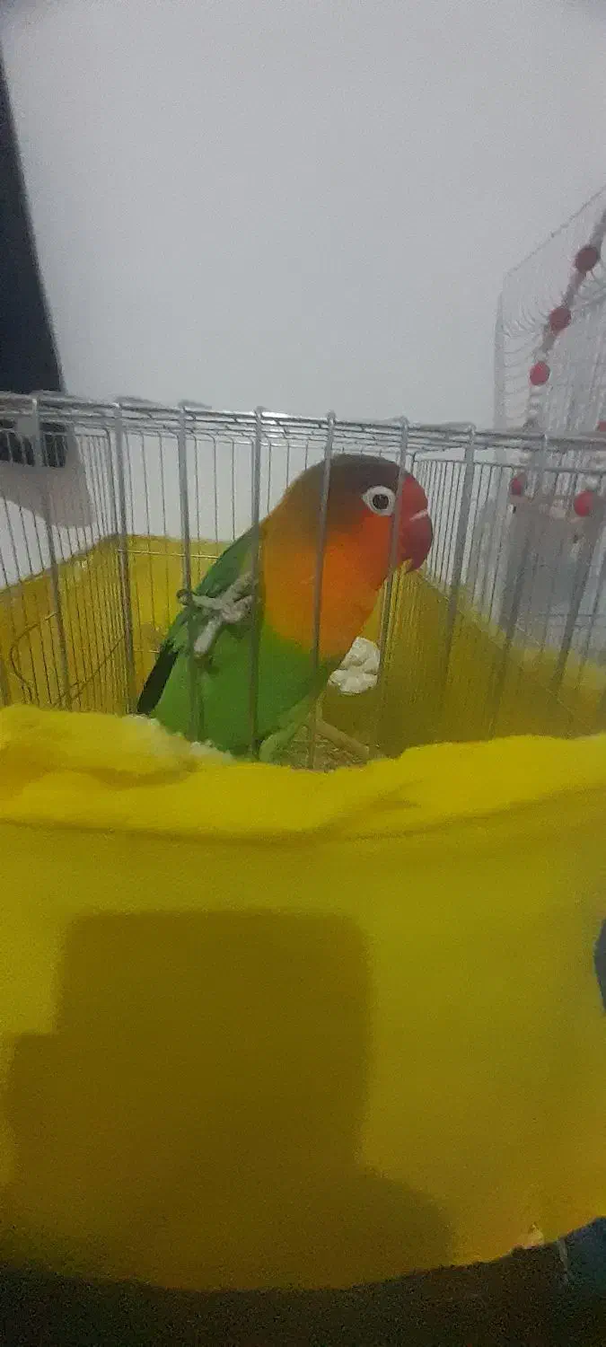 جفت طوطی برزیلی ۷ رنگ|پرنده|دورود, |دیوار