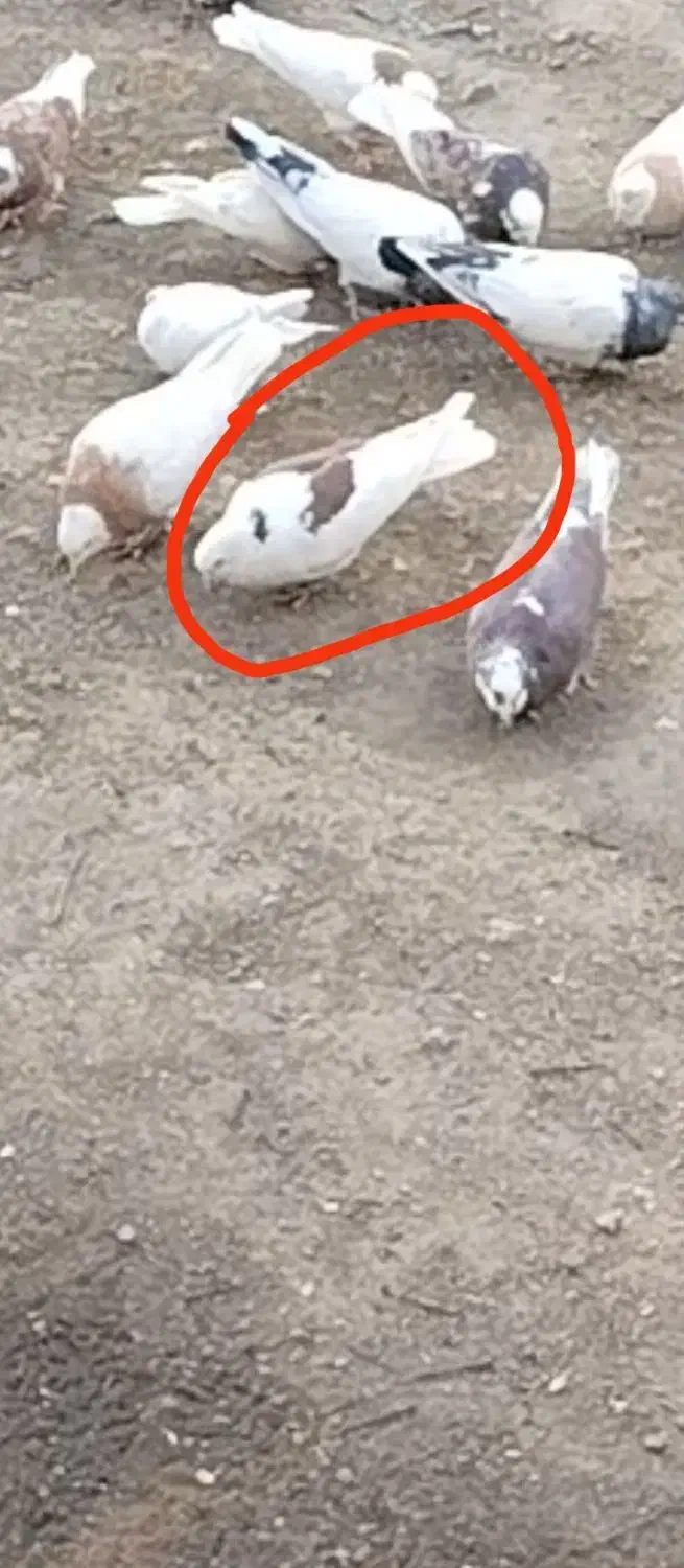 کبوتر دوکت|حیوانات|جوکار, |دیوار