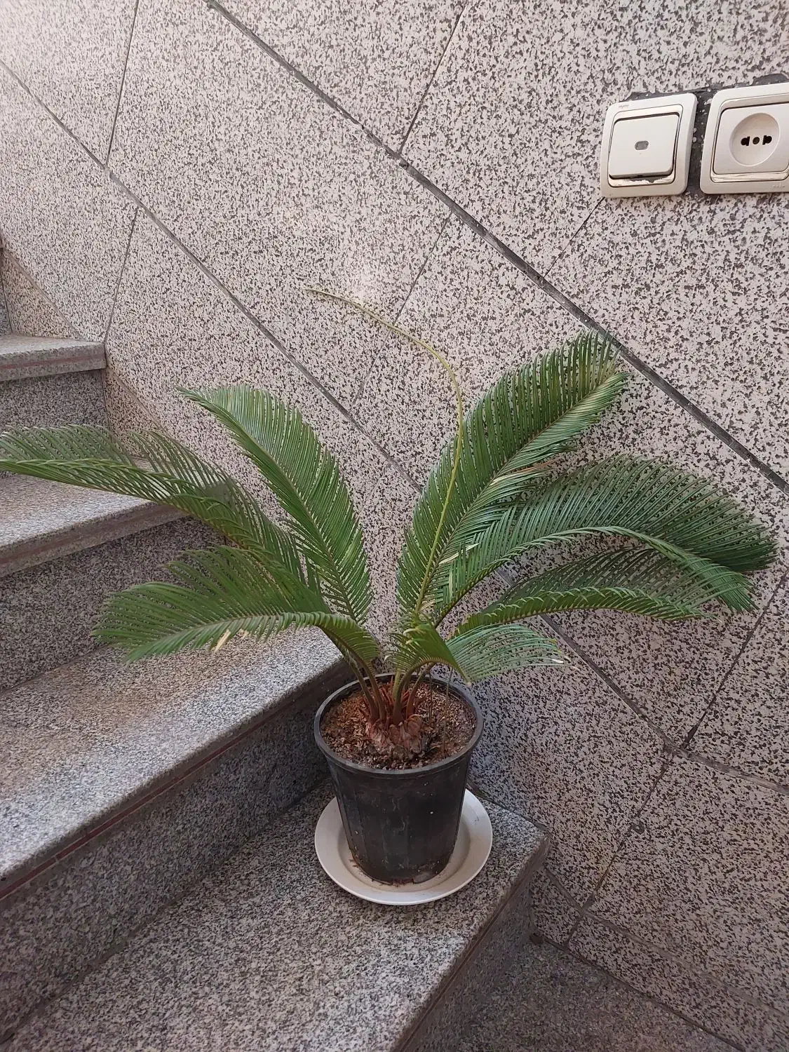 گل طبیعی|گل و گیاه طبیعی|تهران, باغ خزانه|دیوار