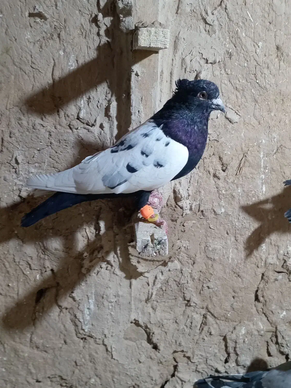 کبوتر|پرنده|شیروان (خراسان), |دیوار