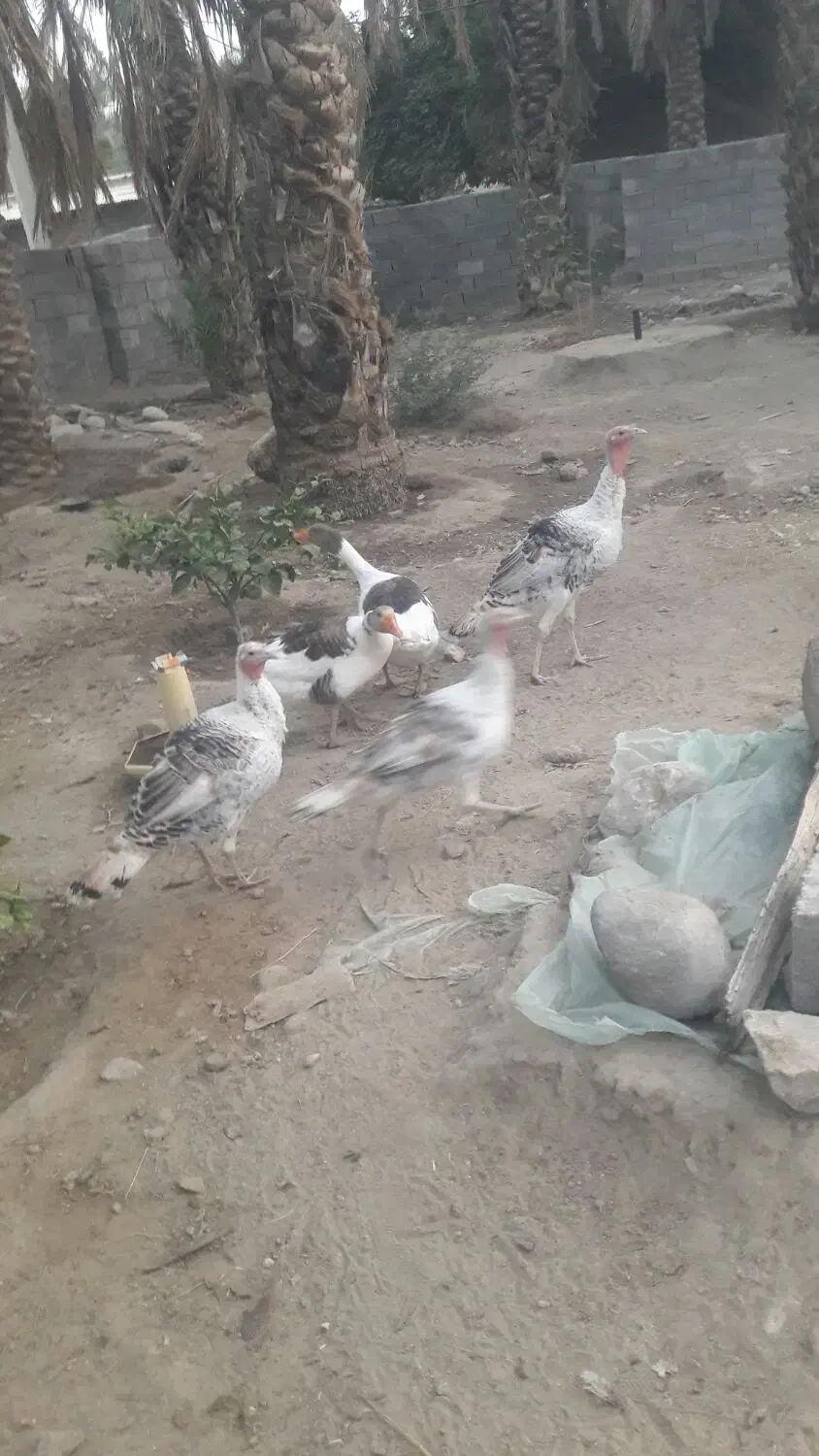 فروش بوقلمون وغاز محلی|حیوانات مزرعه|جیرفت, |دیوار