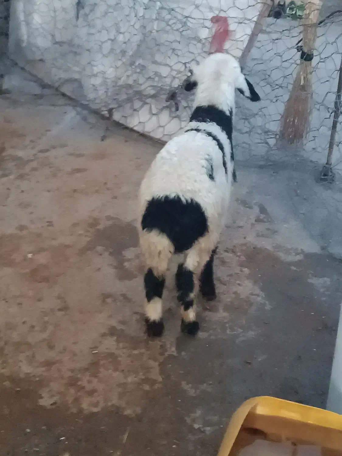 بره ماده شیری|حیوانات مزرعه|سیلاخور, |دیوار