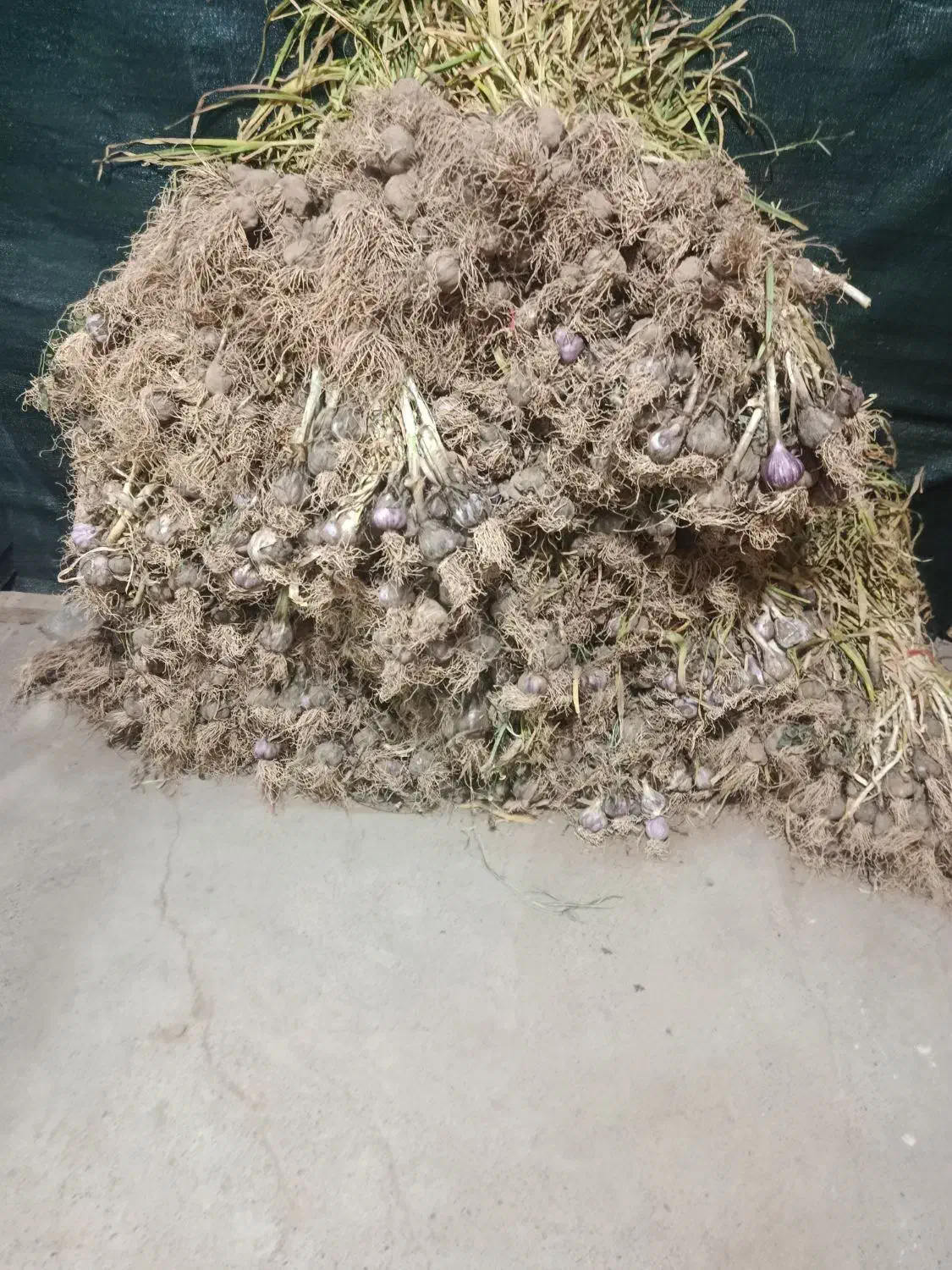 سیر|خوردنی و آشامیدنی|بم, |دیوار