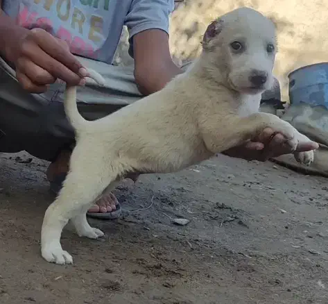 جوجه سگ آلابای نر و ماده توله|سگ|ساری, |دیوار