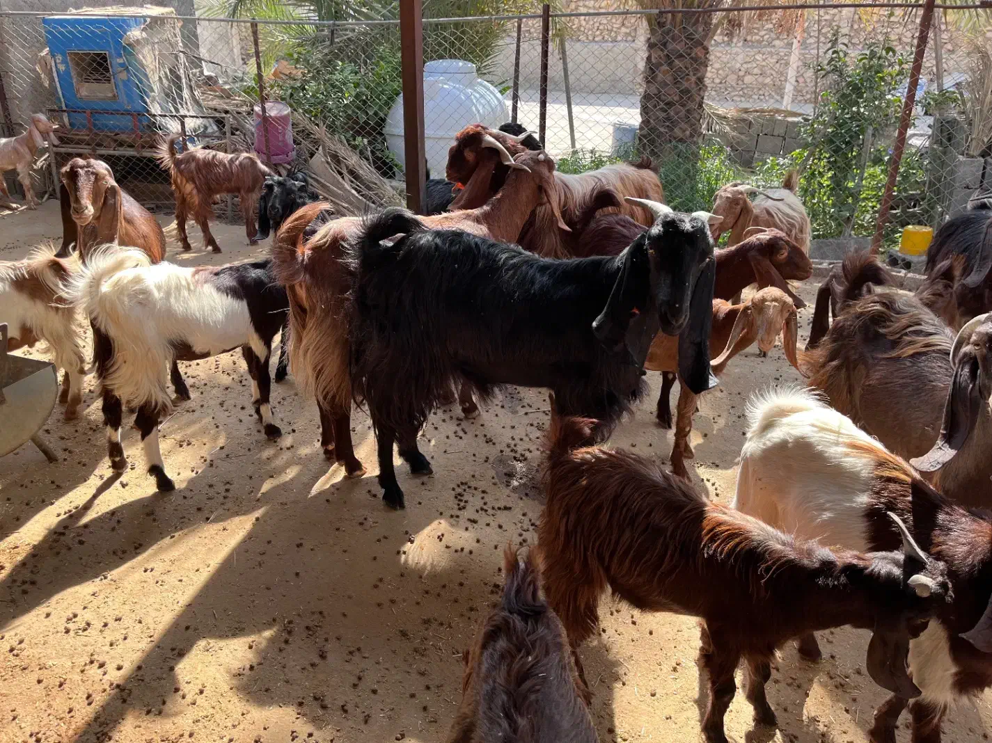 بز ، کهره و پازن|حیوانات مزرعه|وحدتیه, |دیوار