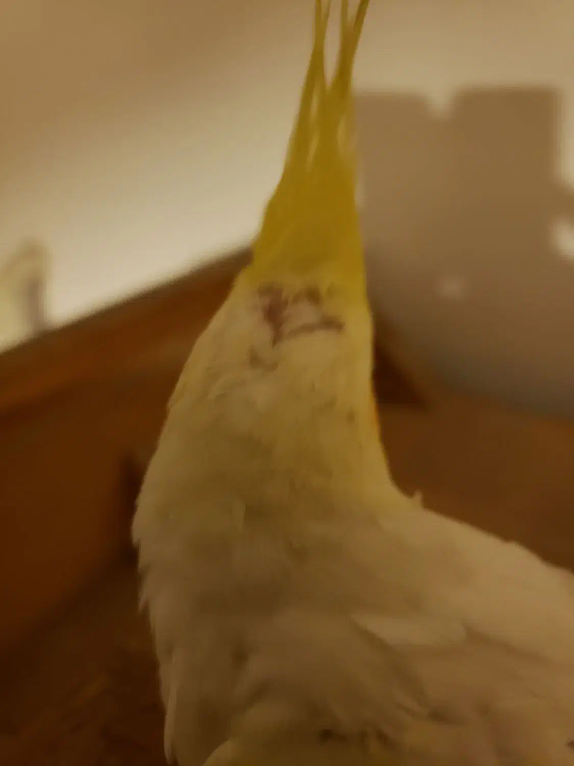 عروس هلندی|پرنده|قم, پردیسان|دیوار