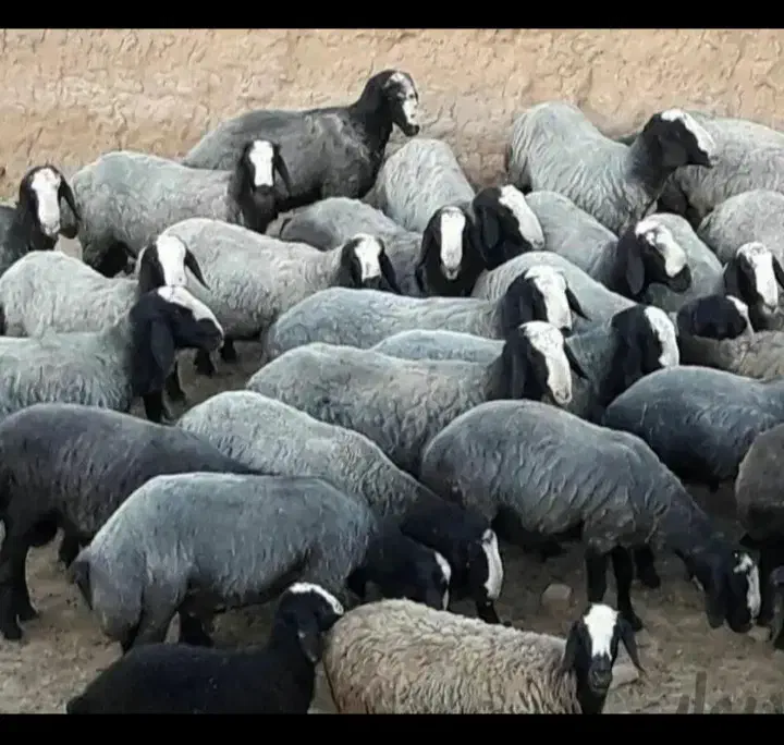 درجه یک ترین نژاد shal،طلای 24 عیار|حیوانات مزرعه|شیراز, احمدآباد|دیوار