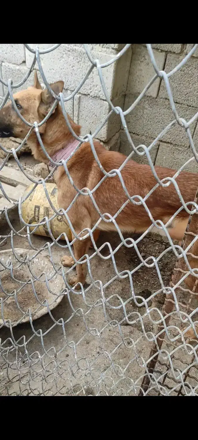 واگذاری دوعدد سگ مالی نیوز ژرمن دورگ|سگ|ابریشم, |دیوار