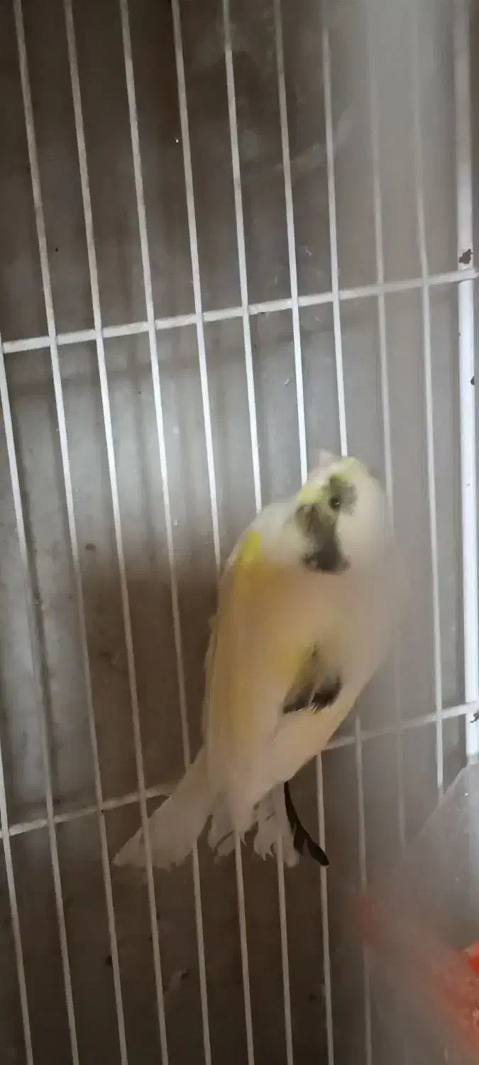 قناری و طوطی کوتوله|پرنده|مشهد, امامیه (شهرک غرب)|دیوار